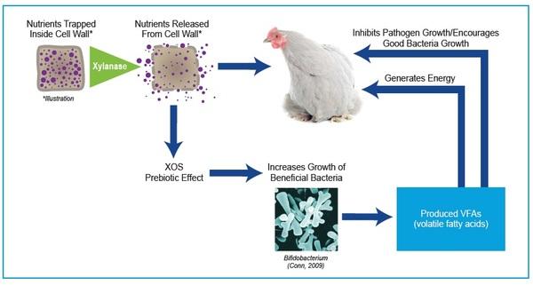 The Effects of Xylanase on Poultry Gut Health - Image 6