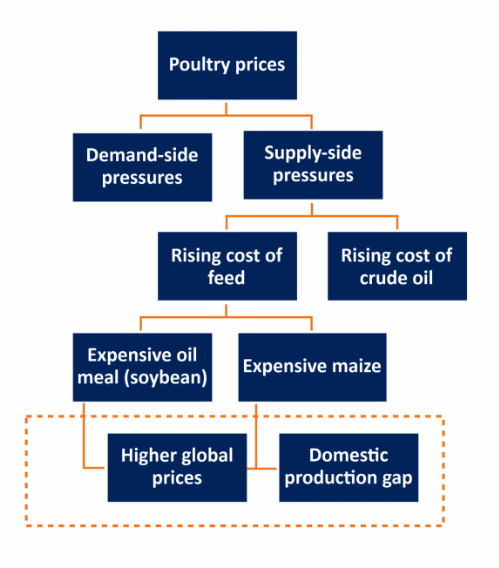 Alternative protein strategy for poultry feed, an economic approach towards feed formulation - Image 2