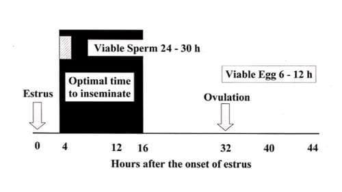 Dairy Reproductive Management Using Artificial Insemination - Image 1