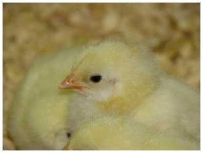 Handling Baby Poultry - Image 1