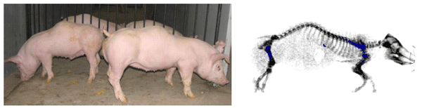 Nutritionally induced cellular signals that affect skeletal integrity in swine - Image 5