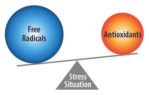 Oxidative stress: Impact on dairy health and immune function - Image 2