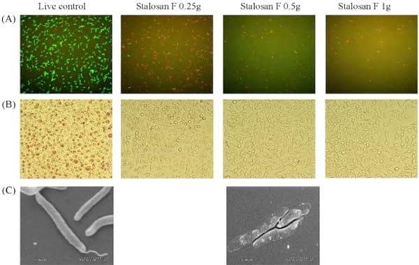 In vitro assessment of the effectiveness of powder disinfectant (Stalosan1 F) against Lawsonia intracellularis using two different assays - Image 2