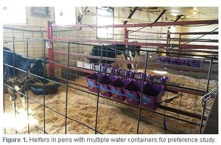Water Quality Affects Drinking Preferences of Dairy Heifers - Image 1