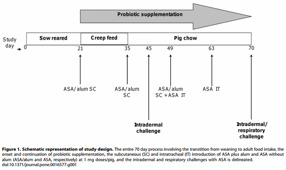 Lactobacillus rhamnosus HN001 Attenuates Allergy Development in a Pig Model - Image 1