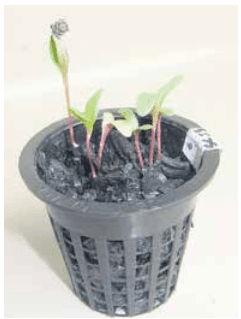 Kelp biochar: a potential plant substrate for freshwater aquaponics - Image 3