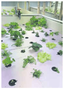 Kelp biochar: a potential plant substrate for freshwater aquaponics - Image 2