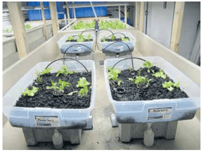 Kelp biochar: a potential plant substrate for freshwater aquaponics - Image 1