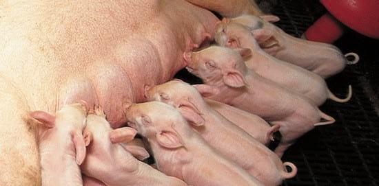 Stalosan reduces mortality significantly in the farrowing unit - Image 1