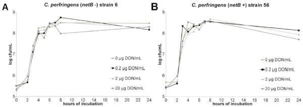 The Mycotoxin Deoxynivalenol Predisposes for the Development of Clostridium perfringens-Induced Necrotic Enteritis in Broiler Chickens - Image 5