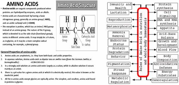 The significance of Amino Acids in the animal diet with special emphasis on pig health - Image 1