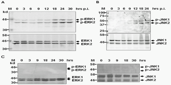 Distinct Regulation of Host Responses by ERK and JNK MAP Kinases in Swine Macrophages Infected with Pandemic (H1N1) 2009 Influenza Virus - Image 4