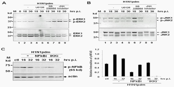 Distinct Regulation of Host Responses by ERK and JNK MAP Kinases in Swine Macrophages Infected with Pandemic (H1N1) 2009 Influenza Virus - Image 5