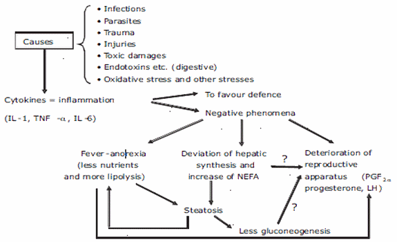 Some new aspects of nutrition, health conditions and fertility of intensively reared dairy cows - Image 8