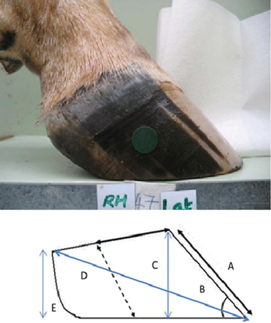 Measuring Claw Conformation in Cattle: Assessing the Agreement between Manual and Digital Measurement - Image 1