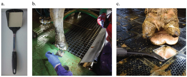 Validation of the M-stage scoring system for digital dermatitis on dairy cows in the milking parlor - Image 1