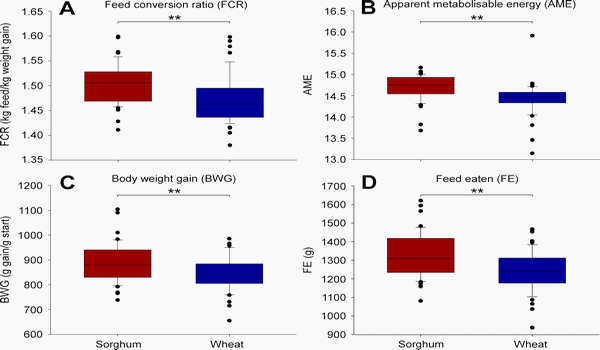 Sorghum and wheat differentially affect caecal microbiota and associated performance characteristics of meat chickens - Image 1