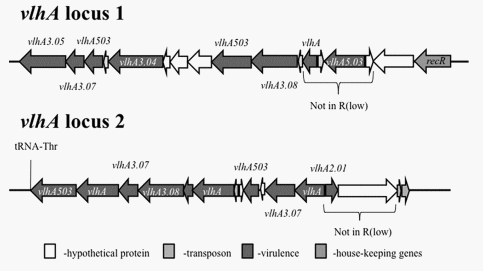 Identification of Strain-Specific Sequences That Distinguish a Mycoplasma gallisepticum Vaccine Strain from Field Isolates - Image 2