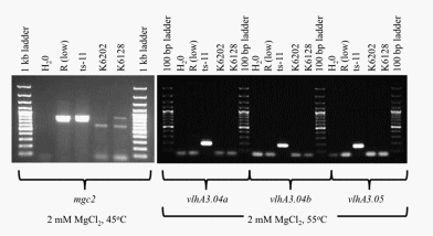 Identification of Strain-Specific Sequences That Distinguish a Mycoplasma gallisepticum Vaccine Strain from Field Isolates - Image 4