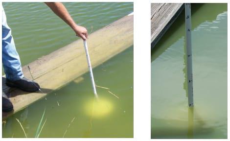 Managing Algal Blooms and the Potential for Algal Toxins in Pond Water - Image 1