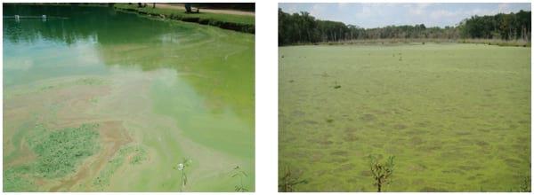 Managing Algal Blooms and the Potential for Algal Toxins in Pond Water - Image 2
