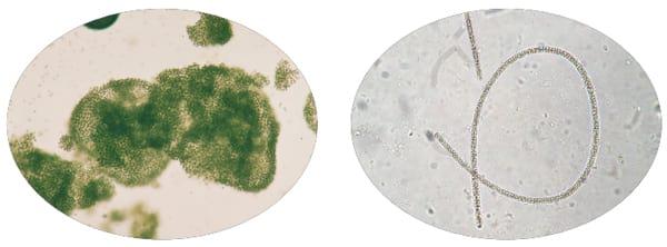 Managing Algal Blooms and the Potential for Algal Toxins in Pond Water - Image 3
