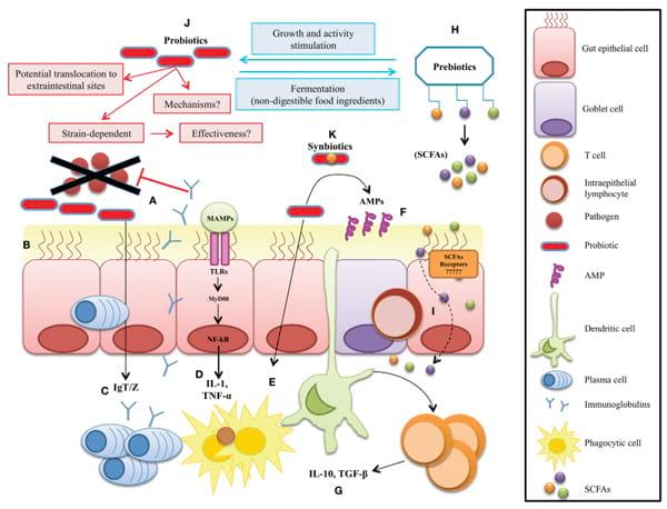 Selective manipulation of the gut microbiota improves immune status in vertebrates - Image 1
