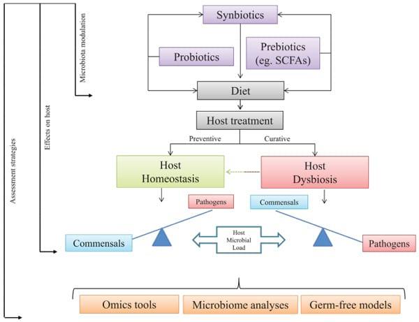 Selective manipulation of the gut microbiota improves immune status in vertebrates - Image 2