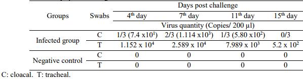 Pathogenicity of an Avian Influenza H9N2 Virus isolated From Broiler Chickens in Egypt - Image 8