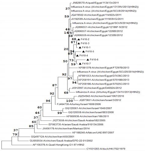 Pathogenicity of an Avian Influenza H9N2 Virus isolated From Broiler Chickens in Egypt - Image 4