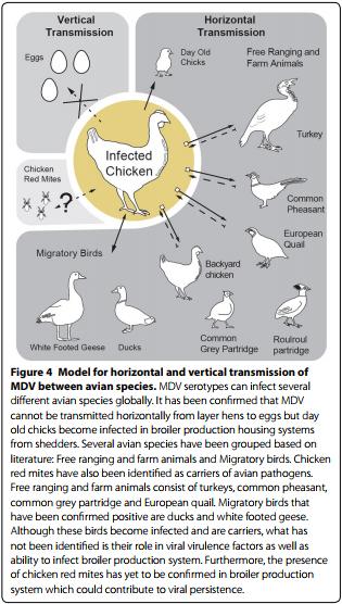 Marek’s disease in chickens: a review with focus on immunology - Image 4