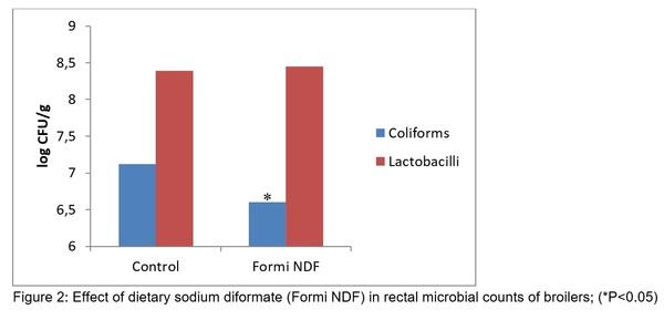 The impact of dietary diformates (Formi NDF) on gut health in poultry as an alternative to AGP - Image 3