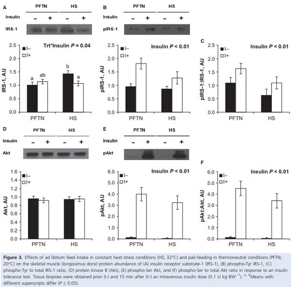 Heat stress increases insulin sensitivity in pigs - Image 6