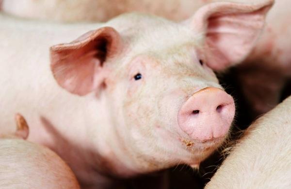 All together to support swine production: What solutions are available to substitute zinc oxide? - Image 1