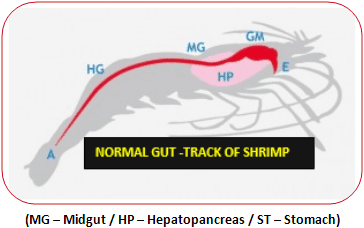 Functionary Properties of Hepatopancreas in Shrimp & Its Protection for Success of Culture - Image 1