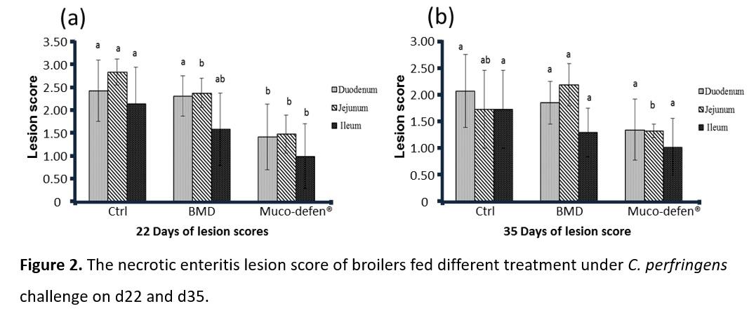 Effects of Muco-defen® on Clostridium perfringens-induced necrotic enteritis in broilers - Image 2