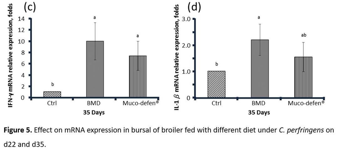 Effects of Muco-defen® on Clostridium perfringens-induced necrotic enteritis in broilers - Image 6