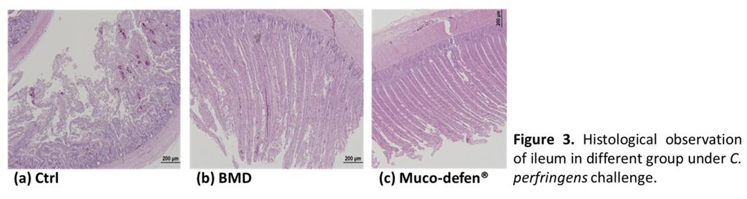 Effects of Muco-defen® on Clostridium perfringens-induced necrotic enteritis in broilers - Image 3