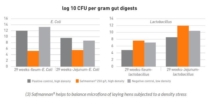 Safmannan® helps counteract E. coli negative effects in poultry - Image 2