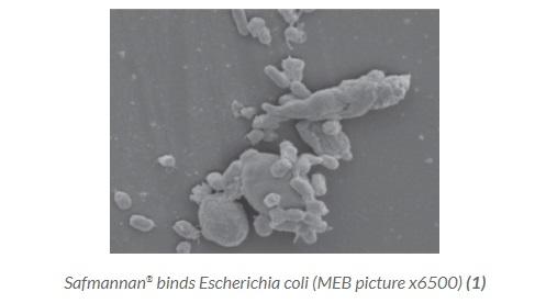 Safmannan® helps counteract E. coli negative effects in poultry - Image 1