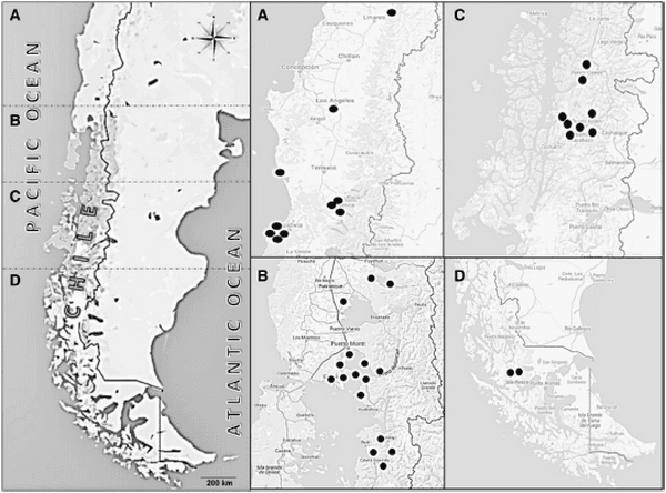 Molecular characterization of infectious pancreatic necrosis virus strains isolated from the three types of salmonids farmed in Chile - Image 4