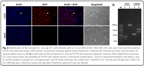 Development of a novel Newcastle disease virus (NDV) neutralization test based on recombinant NDV expressing enhanced green fluorescent protein - Image 5