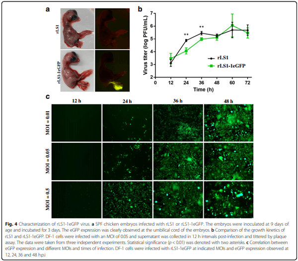 Development of a novel Newcastle disease virus (NDV) neutralization test based on recombinant NDV expressing enhanced green fluorescent protein - Image 6