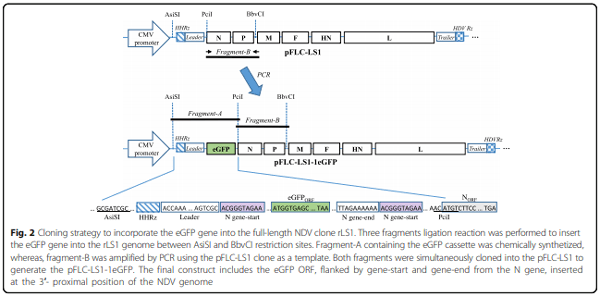 Development of a novel Newcastle disease virus (NDV) neutralization test based on recombinant NDV expressing enhanced green fluorescent protein - Image 4
