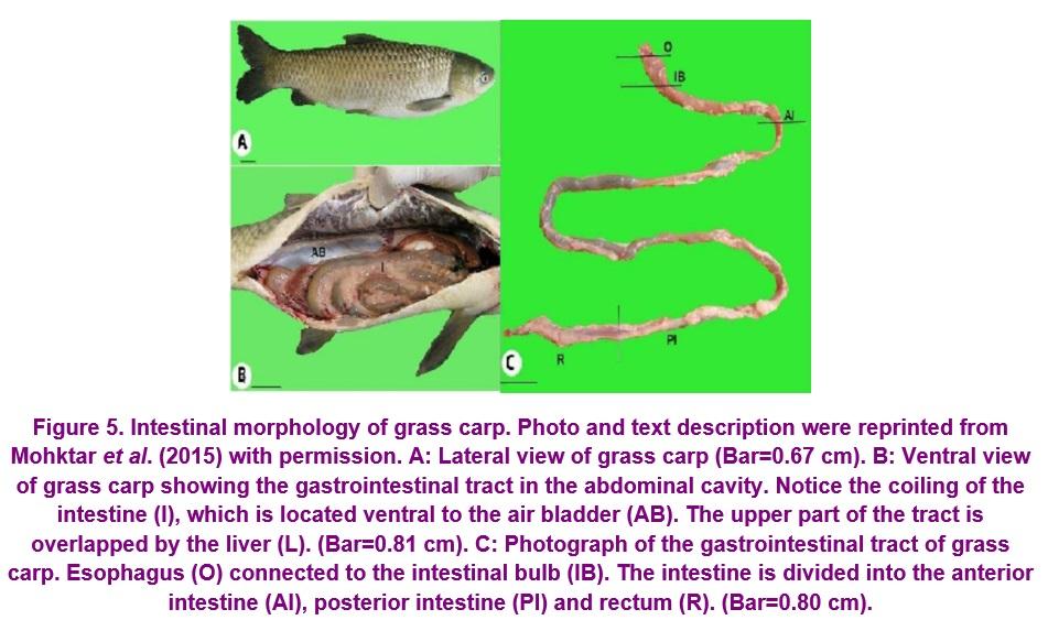 A review of the available data on the amino acid requirements and raw material digestibility of grass carp - Image 8