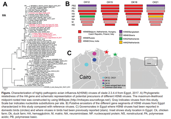 Multiple Introductions of Influenza A(H5N8) Virus into Poultry, Egypt, 2017 - Image 1