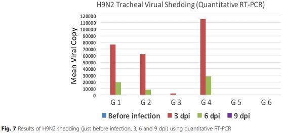 Interaction between avian influenza subtype H9N2 and Newcastle disease virus vaccine strain (LaSota) in chickens - Image 10