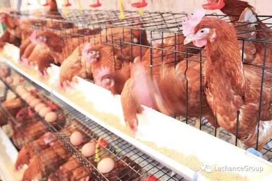 Characteristics and prevention of disease in autumn egg hens - Image 2