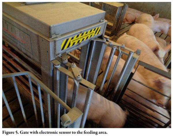 Gilt Training for Electronic Sow Feeding Systems in Gestation - Image 5