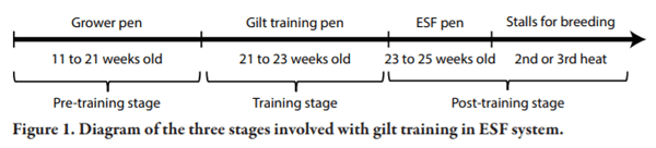 Gilt Training for Electronic Sow Feeding Systems in Gestation - Image 1